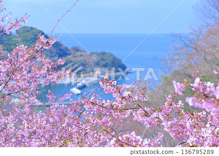 Kawazu cherry tree and blue sea Kawazu cherry tree and blue sea 136795289