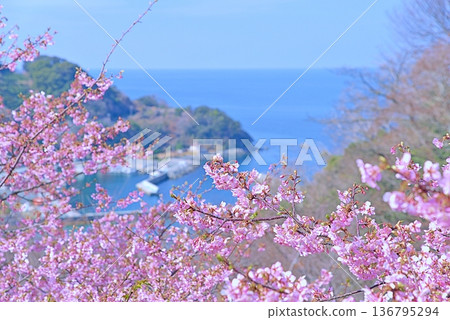 Kawazu櫻桃樹和藍色海 136795294