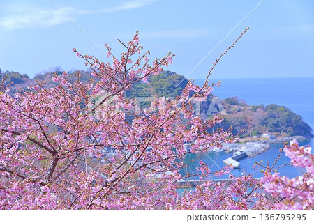 Kawazu櫻桃樹和藍色海 136795295