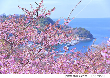 Kawazu櫻桃樹和藍色海 Kawazu櫻桃樹和藍色海 136795319