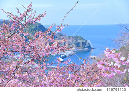 Kawazu cherry tree and blue sea Kawazu cherry tree and blue sea 136795320