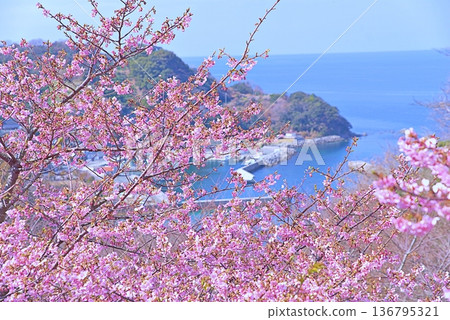 Kawazu櫻桃樹和藍色海 Kawazu櫻桃樹和藍色海 136795321