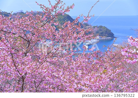Kawazu櫻桃樹和藍色海 136795322