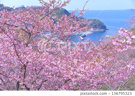 Kawazu櫻桃樹和藍色海 Kawazu櫻桃樹和藍色海 136795323