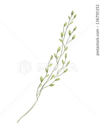 Watercolor meadow grass with spikelet illustration on isolated background. Wild hay herb floral element for boho style bouquet, greeting cards, invitations, interior decor. Watercolor meadow grass with spikelet illustration on isolated background. Wild hay herb floral element for boho style bouquet, greeting cards, invitations, interior decor. 136795352