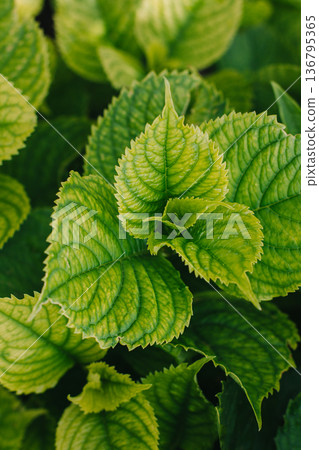 Fresh green leaves in a summer garden. Fresh green leaves in a summer garden. 136795365