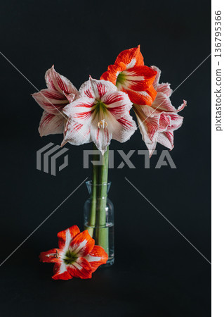 Beautiful white and red Amaryllis flowers in a glass vase on a black background. 136795366