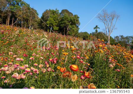 Fresh Spring Meadow with Vibrant Flora Fresh Spring Meadow with Vibrant Flora 136795543