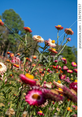 Colorful Blooming Meadow Under Blue Sky Colorful Blooming Meadow Under Blue Sky 136795557