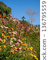 Vibrant Wildflowers on Sunny Hillside 136795559