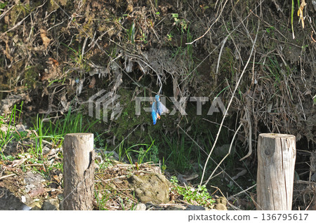 Kingfisher, Jade Kingfisher, Higashimurayama City Kitayama Park, Higashimurayama Purification Center Park 136795617