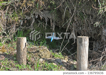 翠鳥、翡翠翠鳥、東村山市北山公園、東村山淨化中心公園 136795636