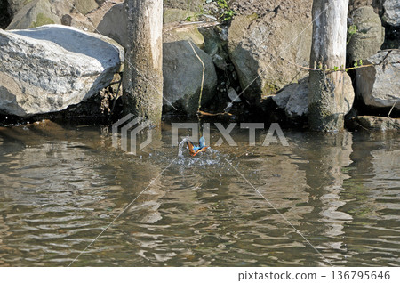 翠鳥、翡翠翠鳥、東村山市北山公園、東村山淨化中心公園 翠鳥、翡翠翠鳥、東村山市北山公園、東村山淨化中心公園 136795646