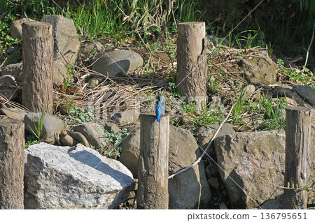 翠鳥、翡翠翠鳥、東村山市北山公園、東村山淨化中心公園 翠鳥、翡翠翠鳥、東村山市北山公園、東村山淨化中心公園 136795651