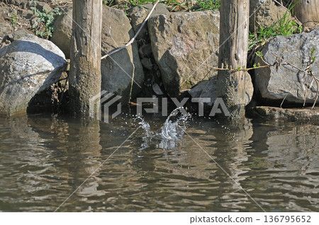 翠鳥、翡翠翠鳥、東村山市北山公園、東村山淨化中心公園 翠鳥、翡翠翠鳥、東村山市北山公園、東村山淨化中心公園 136795652