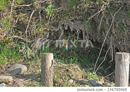 翠鳥、翡翠翠鳥、東村山市北山公園、東村山淨化中心公園 翠鳥、翡翠翠鳥、東村山市北山公園、東村山淨化中心公園 136795660