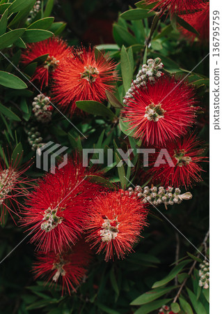 Beautiful red flowers Callistemon 136795759