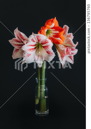 Beautiful white and red Amaryllis flowers in a glass vase on a black background. 136795760
