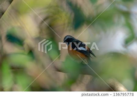 在堅持分支的分支的男性 在堅持分支的分支的男性 136795778