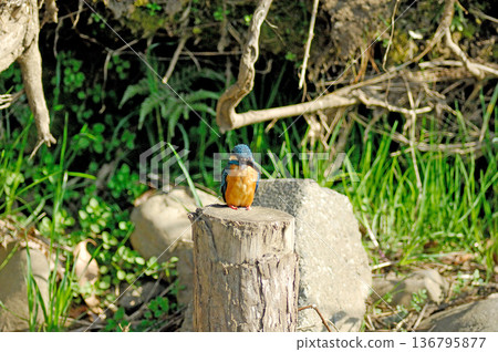 翠鳥、翡翠翠鳥、東村山市北山公園、東村山淨化中心公園 翠鳥、翡翠翠鳥、東村山市北山公園、東村山淨化中心公園 136795877