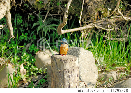 翠鳥、翡翠翠鳥、東村山市北山公園、東村山淨化中心公園 翠鳥、翡翠翠鳥、東村山市北山公園、東村山淨化中心公園 136795878