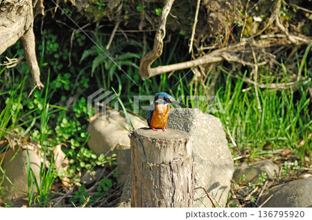 翠鳥、翡翠翠鳥、東村山市北山公園、東村山淨化中心公園 翠鳥、翡翠翠鳥、東村山市北山公園、東村山淨化中心公園 136795920