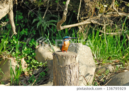 Kingfisher, Jade Kingfisher, Higashimurayama City Kitayama Park, Higashimurayama Purification Center Park Kingfisher, Jade Kingfisher, Higashimurayama City Kitayama Park, Higashimurayama Purification Center Park 136795929