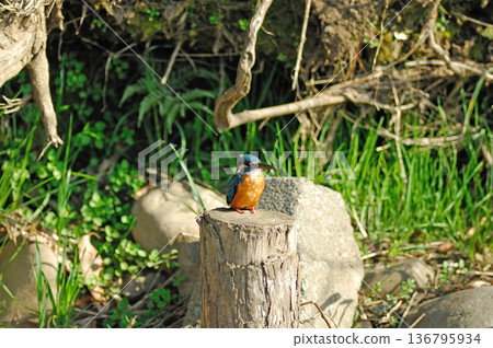 翠鳥、翡翠翠鳥、東村山市北山公園、東村山淨化中心公園 翠鳥、翡翠翠鳥、東村山市北山公園、東村山淨化中心公園 136795934