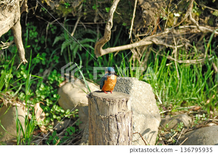 翠鳥、翡翠翠鳥、東村山市北山公園、東村山淨化中心公園 翠鳥、翡翠翠鳥、東村山市北山公園、東村山淨化中心公園 136795935