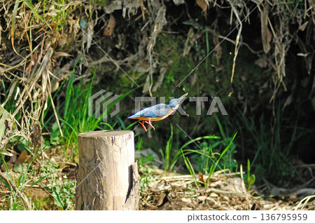 Kingfisher, Jade Kingfisher, Higashimurayama City Kitayama Park, Higashimurayama Purification Center Park Kingfisher, Jade Kingfisher, Higashimurayama City Kitayama Park, Higashimurayama Purification Center Park 136795959