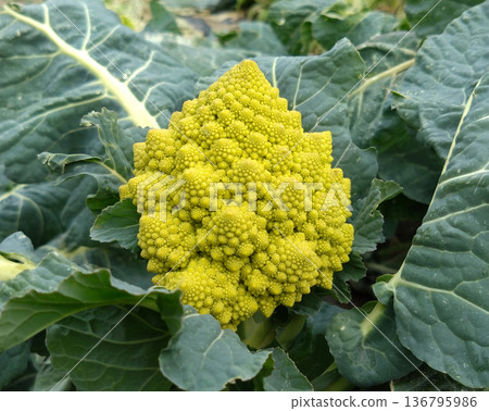 Ripened Romanesco 136795986