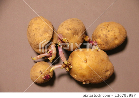 Sprouted potatoes 136795987
