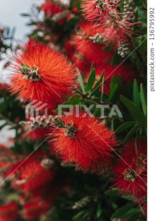 Amazing red flowers of the blooming Callistemon tree in a spring garden. 136795992