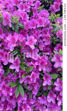 Azaleas filling the screen 136796410