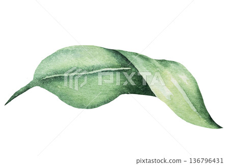 Hand painted watercolor green leaf, botanical isolated illustration. Plant element for print design Hand painted watercolor green leaf, botanical isolated illustration. Plant element for print design 136796431
