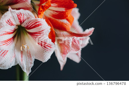 Beautiful white and red Amaryllis flowers on a black background. 136796478