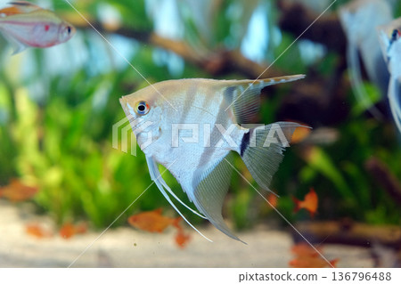 Scalare Angelfish 136796488