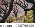 河津櫻花散步道 136796489