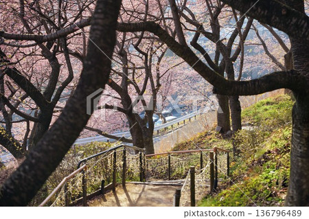河津櫻花散步道 136796489