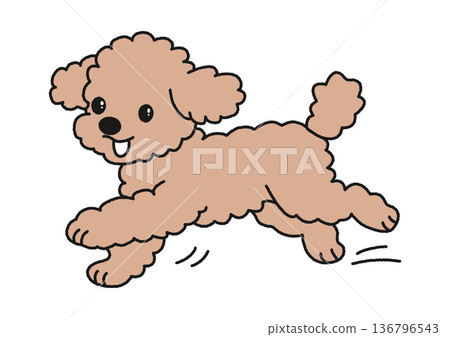 Run Toy Poodle 136796543
