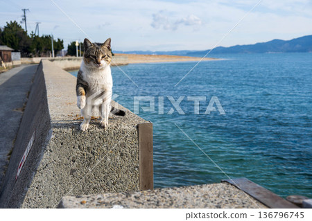 Jumping Cat 136796745