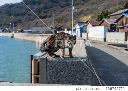 Cat preparing to jump Cat preparing to jump 136796751