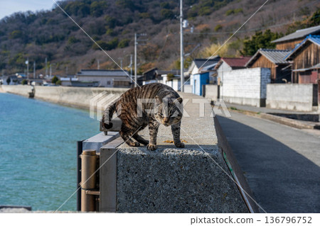 Cat preparing to jump Cat preparing to jump 136796752