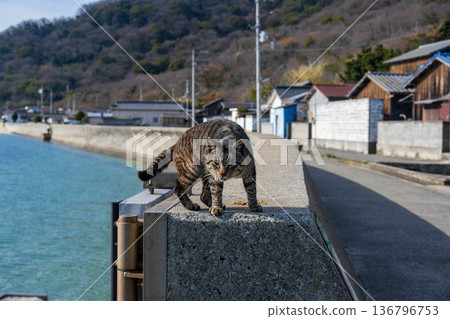 Cat preparing to jump Cat preparing to jump 136796753