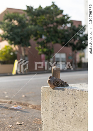 A turtle dove resting on the concrete of a street corner A turtle dove resting on the concrete of a street corner 136796776