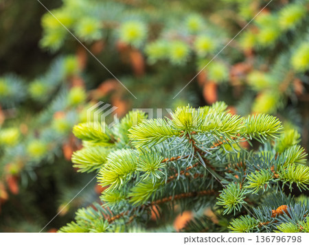 Closeup of fir branches with young buds. Spring nature concept. Fir branches with fresh shoots 136796798