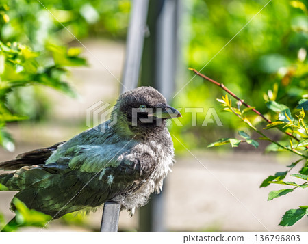 A crow chick, a small crow has fallen out of its nest and is sitting scared on a branch near the ground. A crow chick, a small crow has fallen out of its nest and is sitting scared on a branch near the ground. 136796803