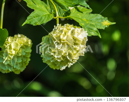 Lush white flowers of viburnum roseum with blurred background.. 136796807