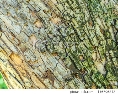 The texture of the bark of an old apple tree The texture of the bark of an old apple tree 136796812