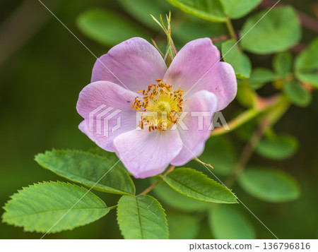 Blooming rosehip flower, beautiful pink flower on a bush branch. Beautiful natural background of blooming greenery. Blooming rosehip flower, beautiful pink flower on a bush branch. Beautiful natural background of blooming greenery. 136796816